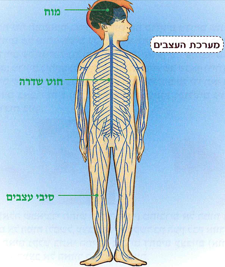 (בספר תרשים, היעזרו במנחה:) מערכת העצבים